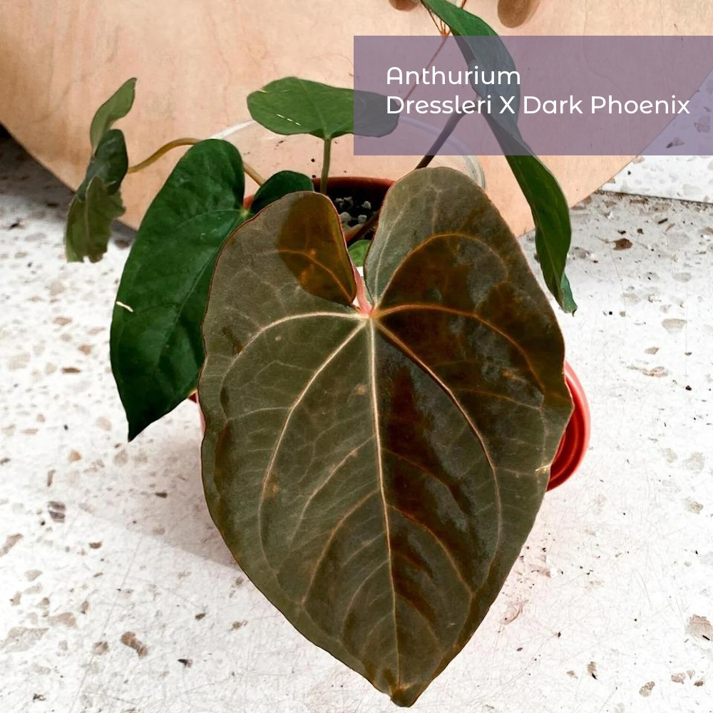 Гибрид Антуриум Дресслери Х Дарк Фоеникс (Anthurium Dressleri X Dark Phoenix)